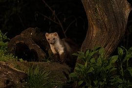 Marder von Merijn Loch