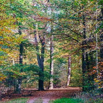 Automne 2022 Twickelse Bos Delden