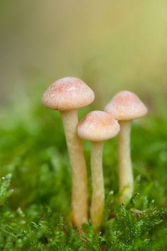 Hypholoma fasciculare