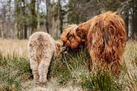 Twee kalfjes van de schotse hooglanders