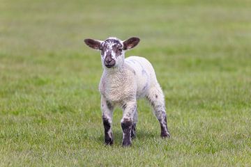 Mouton domestique-agneau