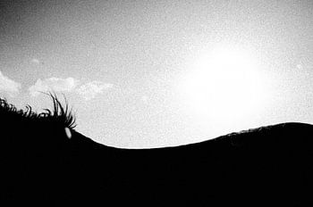 Quand le cheval devient un pays