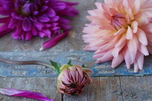 Dalhia op steigerhout