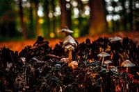 champignons