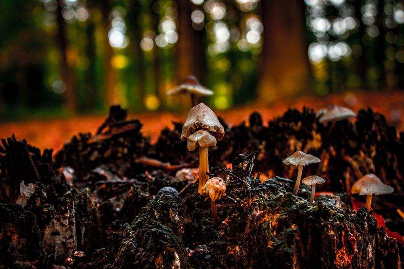 champignons par b.dutch
