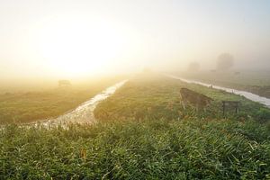 Weiland in de mist van Dirk van Egmond