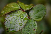 Pétales de rose avec gouttes de pluie