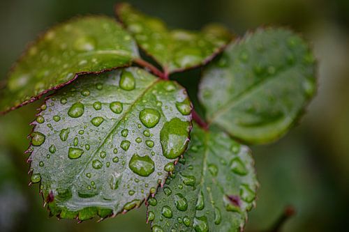 Rose petals with raindrops
