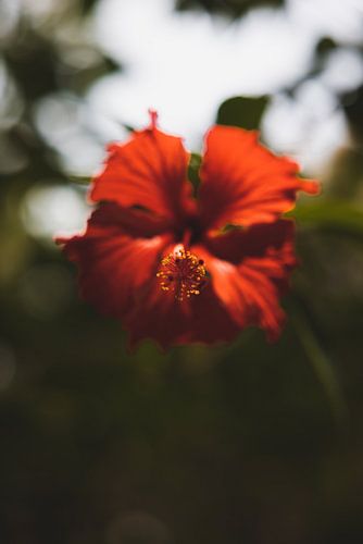 Khao Sok: Een Paradijs van Natuurlijke Wonderen in Thailand