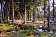 kruispunt van water in het bos van Anouschka Hendriks thumbnail