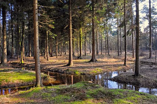 crossroads of water in the wood