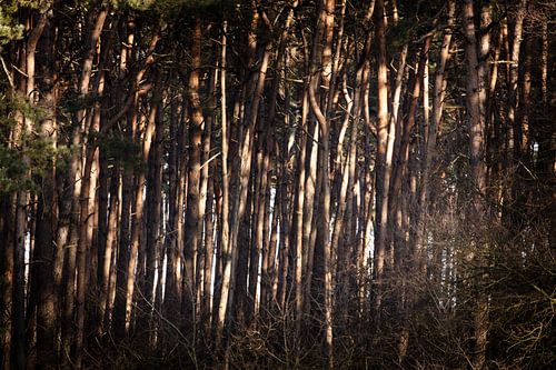 Het mysterie van het bos in de winter