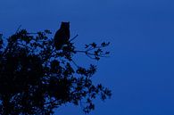 Uhu ( Bubo bubo ) sitzt in der Nacht auf einem Baum von wunderbare Erde Miniaturansicht