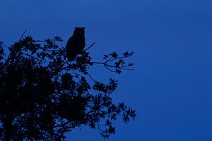 Uhu ( Bubo bubo ) sitzt in der Nacht auf einem Baum