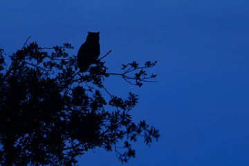 Eurasian Eagle Owl ( Bubo bubo ) at night, perched high up in a tree