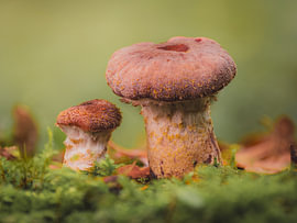 Honey fungus by Richard Stoop