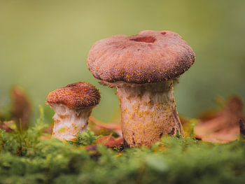 Champignon du miel