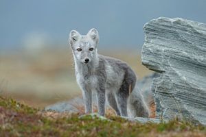 Polarfuchs in herbstlicher Landschaft Norwegens von Menno Schaefer