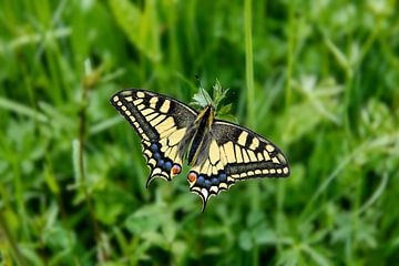 Queen butterfly on buttercup by Frans Lemmens