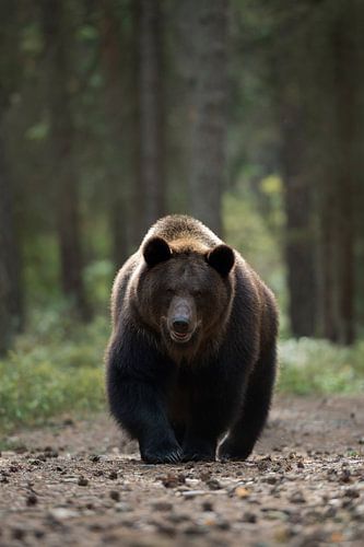 Europaeischer Braunbaer ( Ursus arctos ) läuft geradewegs auf den Fotografen zu, Begegnung im Wald