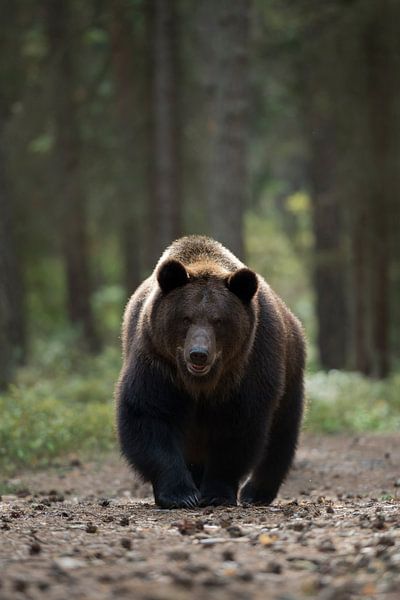 European Brown Bear ( Ursus arctos ) taking its way on a path through a forest, dangerous encounter, by wunderbare Erde