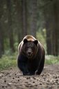 European Brown Bear ( Ursus arctos ) taking its way on a path through a forest, dangerous encounter, by wunderbare Erde thumbnail