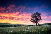 Burning sky over flower filelds van Ruud Peters thumbnail