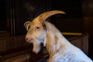 un gros bouc mâle avec des cornes, une crête et un bouc sur ChrisWillemsen