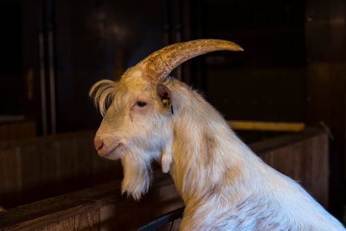 white hairy male goat ram with big horns