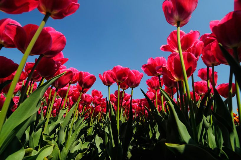 Tulips from below by Sjoerd van der Wal Photography