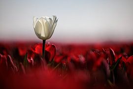 Tulpenvelden Goeree-Overflakkee