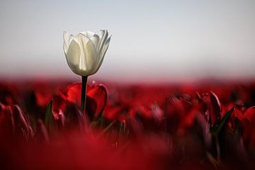 Tulpenvelden Goeree-Overflakkee van Rob van der Teen