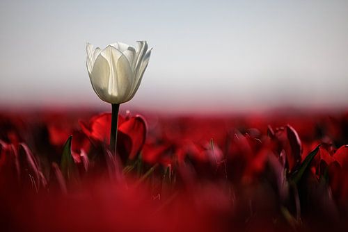 Tulpenvelden Goeree-Overflakkee