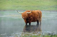 hairy cowbeast rituals