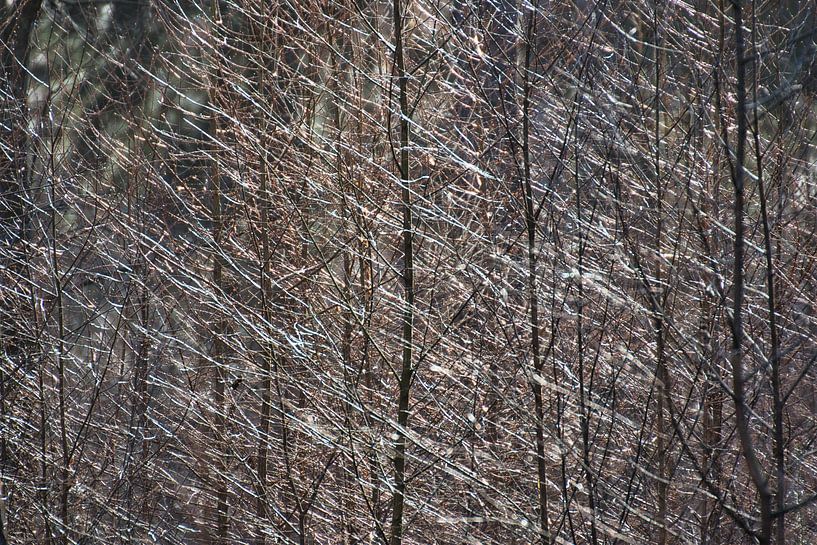 Bos, even anders van Natuurpracht   Kees Doornenbal