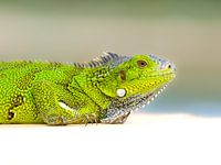 Jeune iguane vert