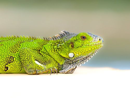 Young Green Iguana