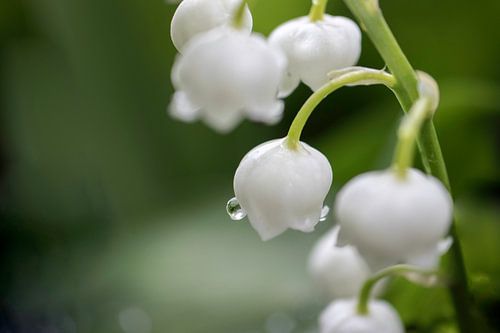 Lily of the valley