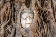 Buddha-Statue in einem Baum von Richard Guijt Photography Miniaturansicht