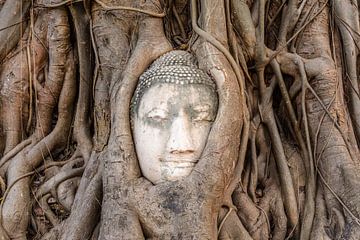 Buddha statue in a tree