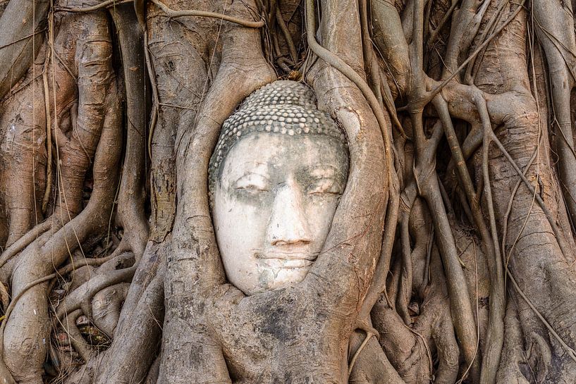 Buddha-Statue in einem Baum von Richard Guijt Photography