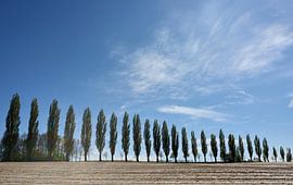 Populierenlaan in Hohenwettersbach van Thomas Marx