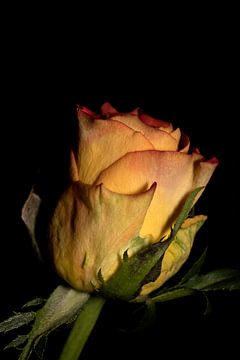 geel-rode roos in de schaduw van foto by rob spruit