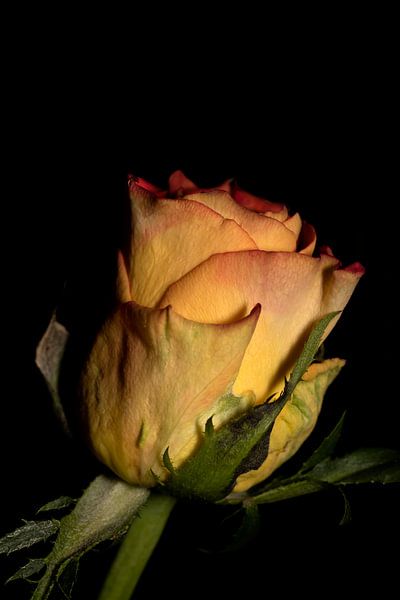 rose jaune-rouge dans l'ombre par foto by rob spruit