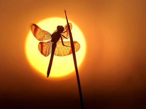 Bandheidelibel in het zonnetje