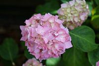 Hortensia