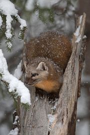 American Pine Marten ( Martes americana ) in winter by wunderbare Erde