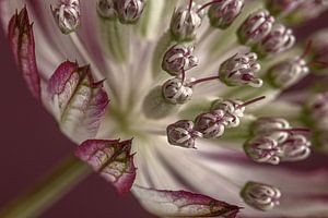 Nahaufnahme eines Zeeland-Knotens (Astrantia Major) im Licht
