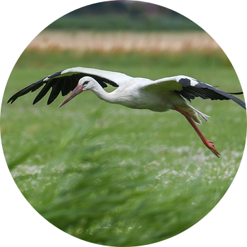 Ooievaar landing / Landing Stork van Henk de Boer