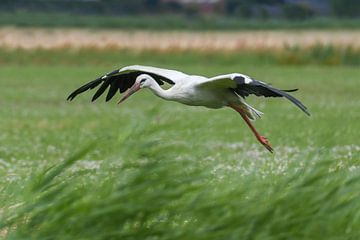 Ooievaar landing / Landing Stork